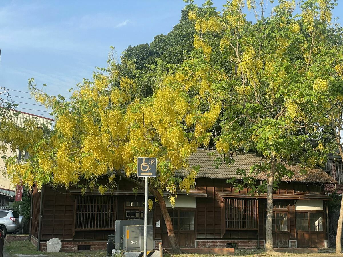 大林車站站長宿舍的日式木造老屋搭配金黃搖曳的阿勃勒別有風情。 圖：嘉義縣政府／提供