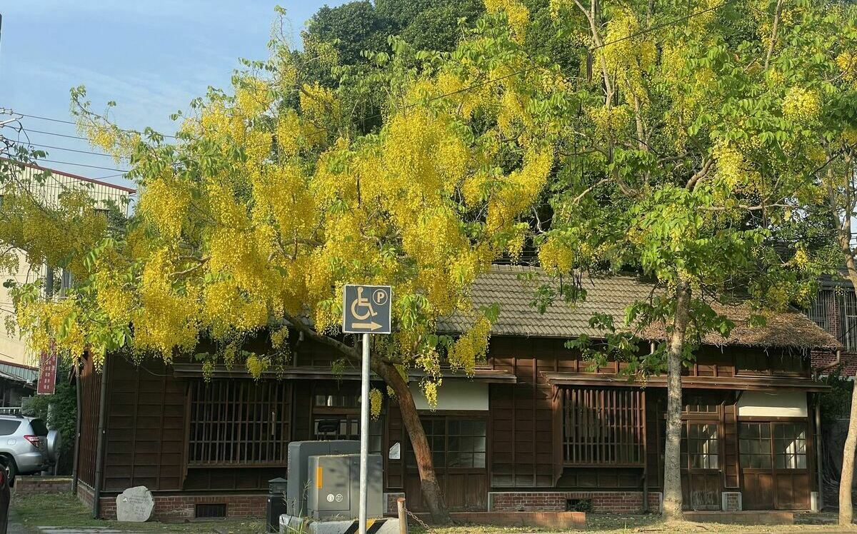 嘉義賞花一日遊！騎鐵馬賞阿勃勒 訪文青老屋喝咖啡