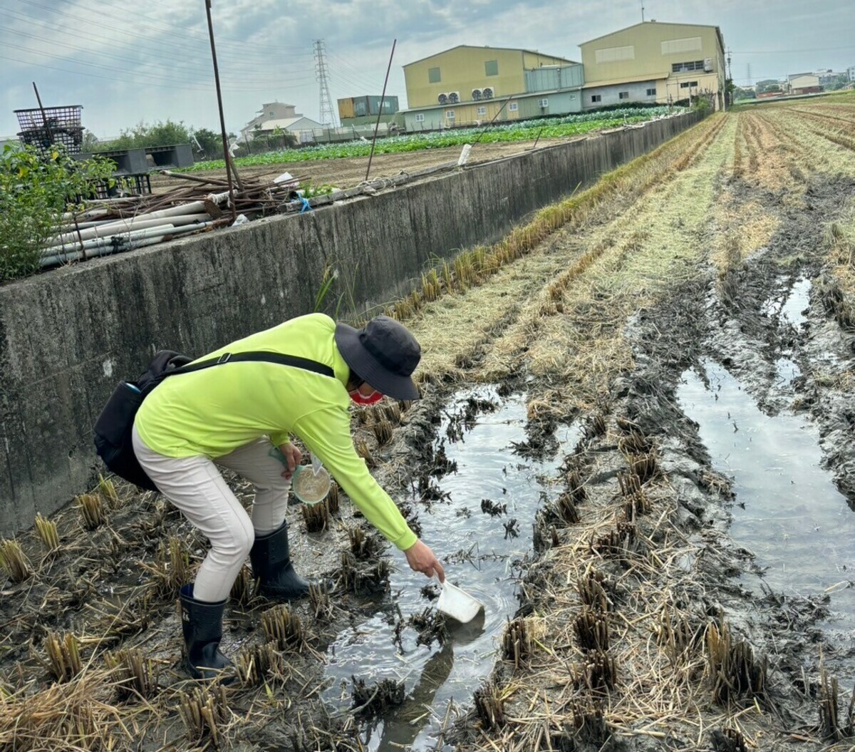 防疫人員於岡山死亡個案居住地周邊進行水稻田病媒調查。 圖：高雄市衛生局/提供