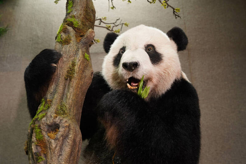 大貓熊「團團」的標本製作完成，將於明天在台北動物園教育中心展出。 圖：台北市立動物園／提供
