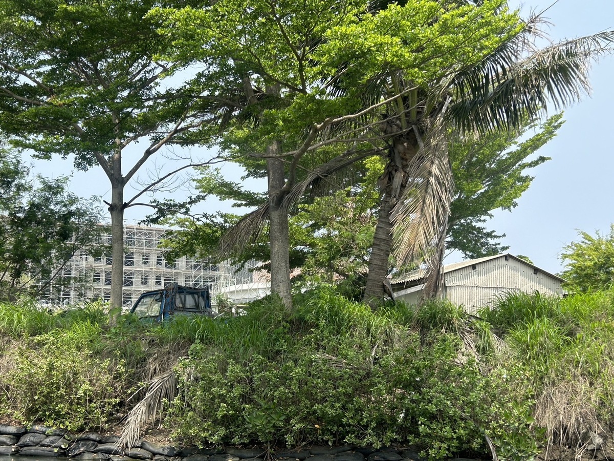 四草地區的紅樹林綠色隧道，號稱台灣版亞馬遜河，今因緊鄰區域建造大型飯店，當地居民發現原本的自然生態已經遭到破壞，一進隧道看見的不再是自然生態，而是矗立其中的興建中飯店。 圖：蔡麗青服務處提供