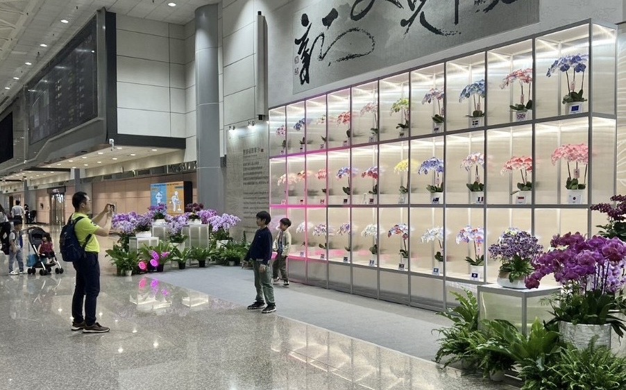 桃機最新打卡亮點！二航廈接機廳展出特色蘭花牆