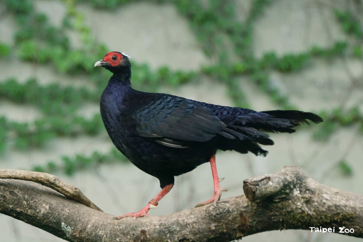 越南鷴雄鳥。 圖：翻攝自台北市立動物園官網