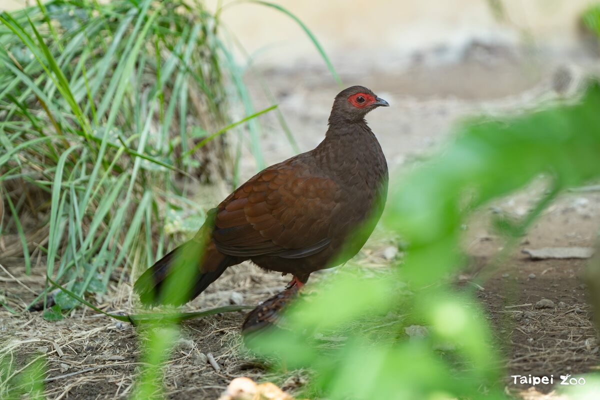 越南鷴雄鳥。 圖：翻攝自台北市立動物園官網