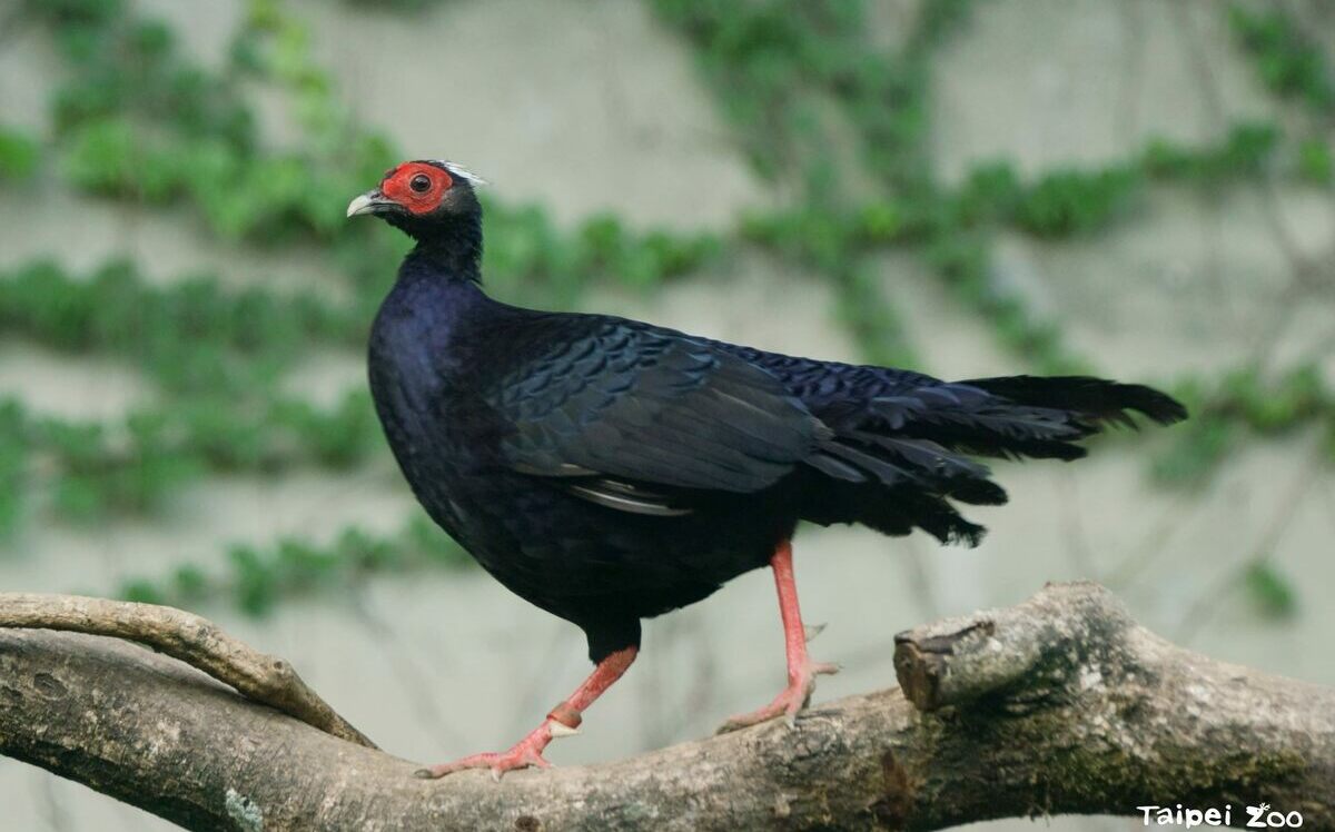 越南鷴育雛成功！北市動物園曬照曝雛鳥生長狀況