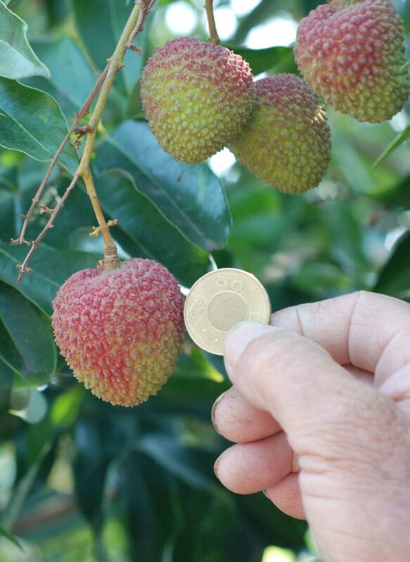 玉荷包受到去年颱風延遲性災害和氣溫異常影響，產量銳減，價格飆升。 圖：取自農業部 網站