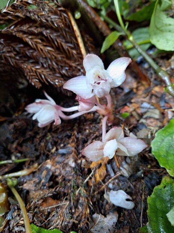 藤枝國家森林遊樂區因位處中海拔山區，孕育豐富的植物種類，其中包含數種蘭科和蕨類植物。 圖：林業署屏東分署／提供