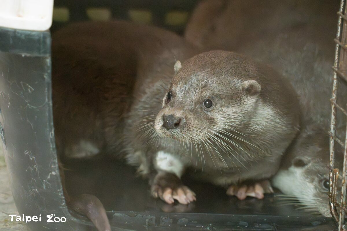適逢明(29)日是世界水獺日(World Otter Day)，去年7月誕生的兩隻寶寶，也就是即將滿1歲的歐亞水獺兄弟已經離開媽媽「金萌」開始獨立生活。 圖：翻攝自台北市立動物園官網