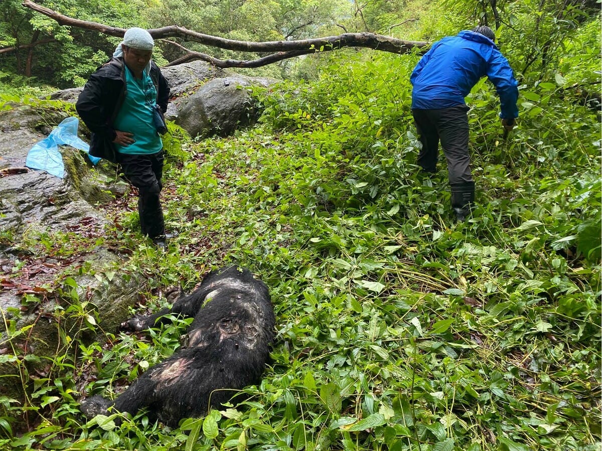 玉管處進一步指出，該黑熊左側胸腔背側檢驗出致死之子彈。 圖：翻攝自玉山國家公園臉書