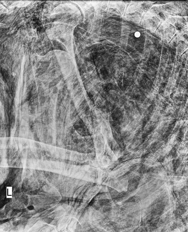 根據遺體腐爛狀態推斷，編號BB03黑熊發現時已死亡三日以上。 圖：翻攝自玉山國家公園臉書