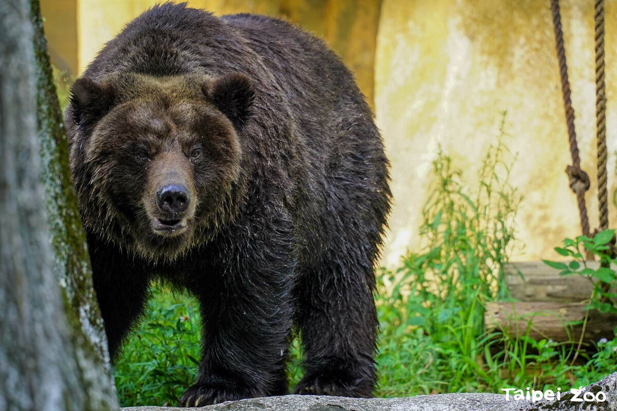 台北市立動物園表示，去年3月健檢時發現小喬罹患乳腺腫瘤，進行手術摘除，今年5月30日追蹤檢查，發現肺部有團塊影像。 圖：翻攝自台北市立動物園官網