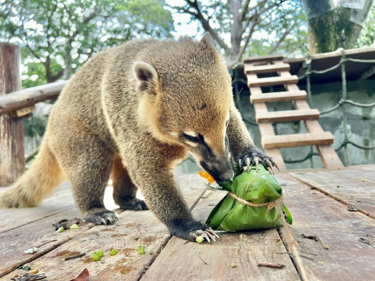 壽山動物園動物好奇開封端午應景粽子。 圖：高雄市觀光局／提供