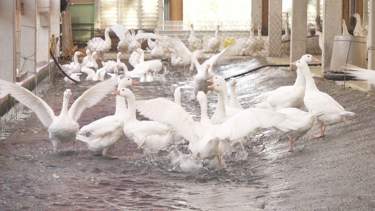 林縣四湖鄉向天歌創新農業公司創辦人為在地養鵝產業導入智慧農業技術。 圖：農業部農村水保署／提供