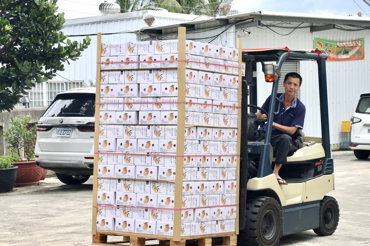 台南市高品質芒果近日將銷往新加坡唐吉訶德及新加坡網購通路販售，總共700多箱約4公噸的台南愛文芒果，於今日封裝進櫃， 圖：台南市政府提供