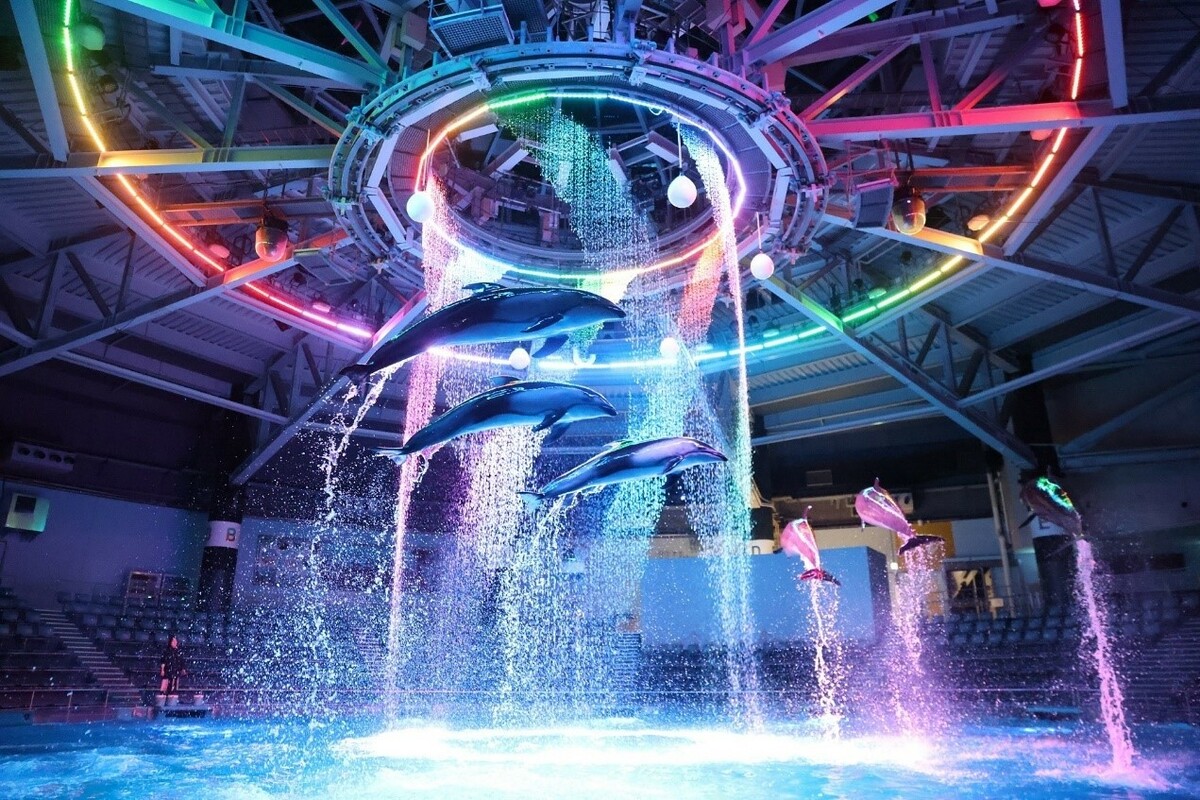 精采的海豚秀，讓人目不轉睛。 圖：©maxell AQUA PARK SHINAGAWA／提供