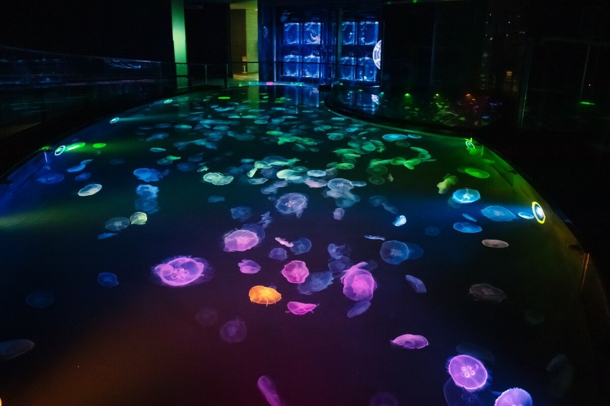 可以從上而下觀察的水母區。 圖：©SUMIDA AQUARIUM／提供