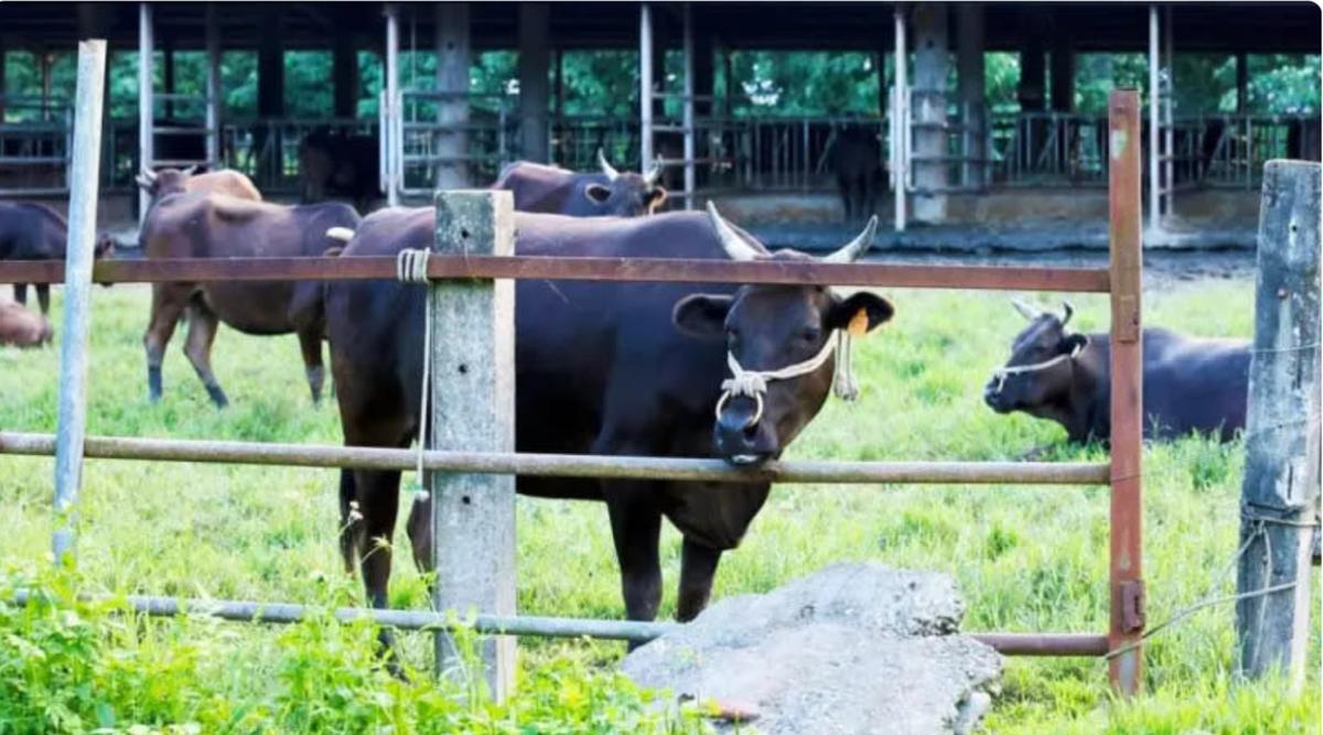 前總統李登輝是農業專家，他於陽明山國家公園發現了一群牛隻，據信是日本時代自日本引進台灣的和牛後代。並命名為「源興牛」。經過多年努力，源興牛於2024年6月獲官方認證為新品種。 圖：翻攝自源興居生技公司網站