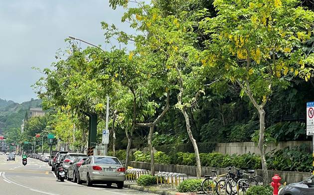 浪漫黃金雨來了！阿勃勒爆開 內湖賞花秘境快收藏