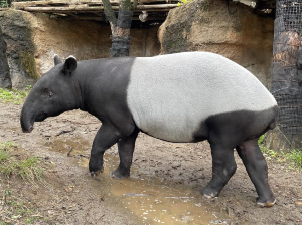 馬來貘英雄不幸死亡。 圖：翻攝橫濱動物園官網