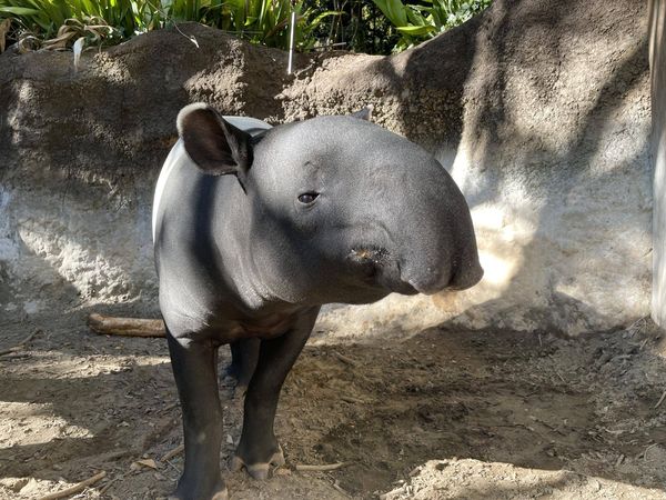 馬來貘英雄不幸死亡。 圖：翻攝橫濱動物園官網