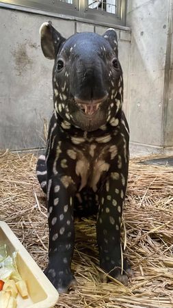 馬來貘英雄不幸死亡，圖為牠幼時的照片。 圖：翻攝橫濱動物園官網