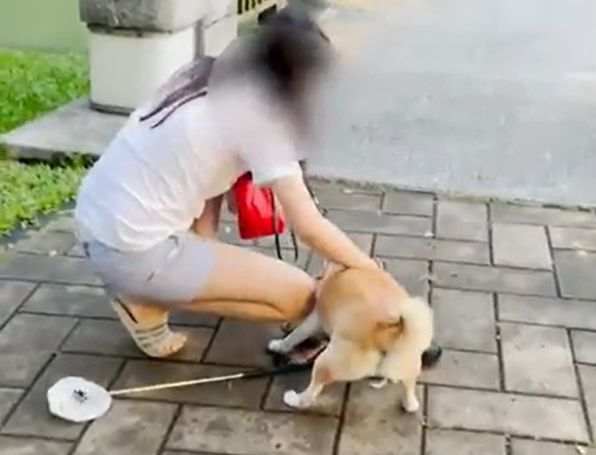 在台北市內湖區的大湖公園，發生柴犬攻擊綠頭鴨的事件。 圖：翻攝自Dcard社群平台