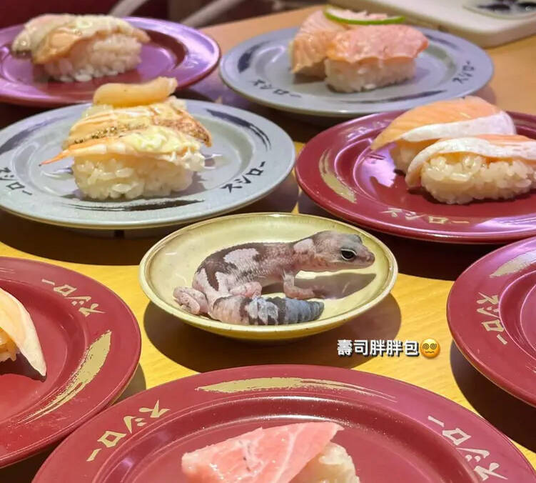 1名元智大學女學生因在壽司郎餐廳將寵物守宮放於醬料盤上，拍照並上傳網路，引發爭議！ 圖：翻攝自Dcard