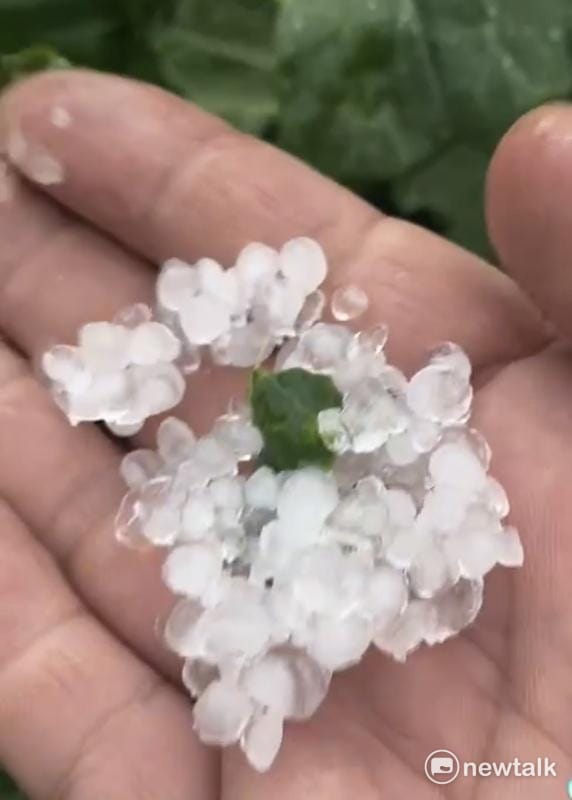 冰雹如珍珠大小，農民挖出高麗菜裡面的冰雹，內心淌血。 圖：讀者提供