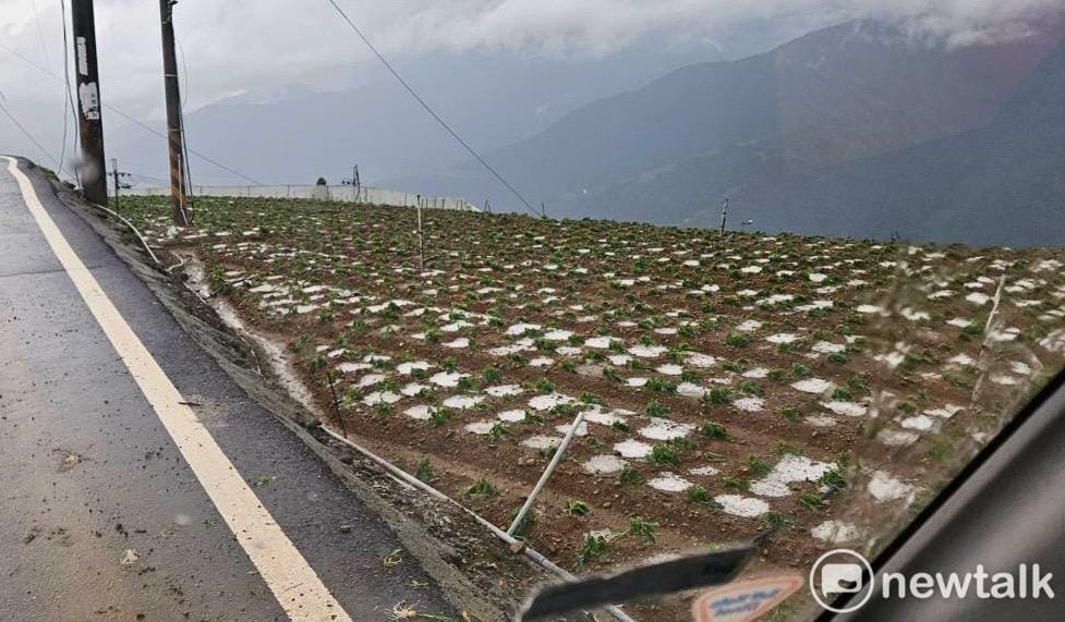 高麗菜田堆滿了如白雪般的冰雹，高麗菜被打爛，農民只能耕鋤重種。 圖：讀者提供