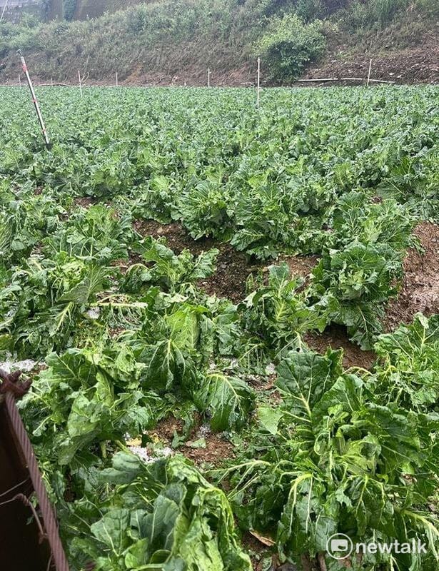 被冰雹打爛的高麗菜。 圖：讀者提供