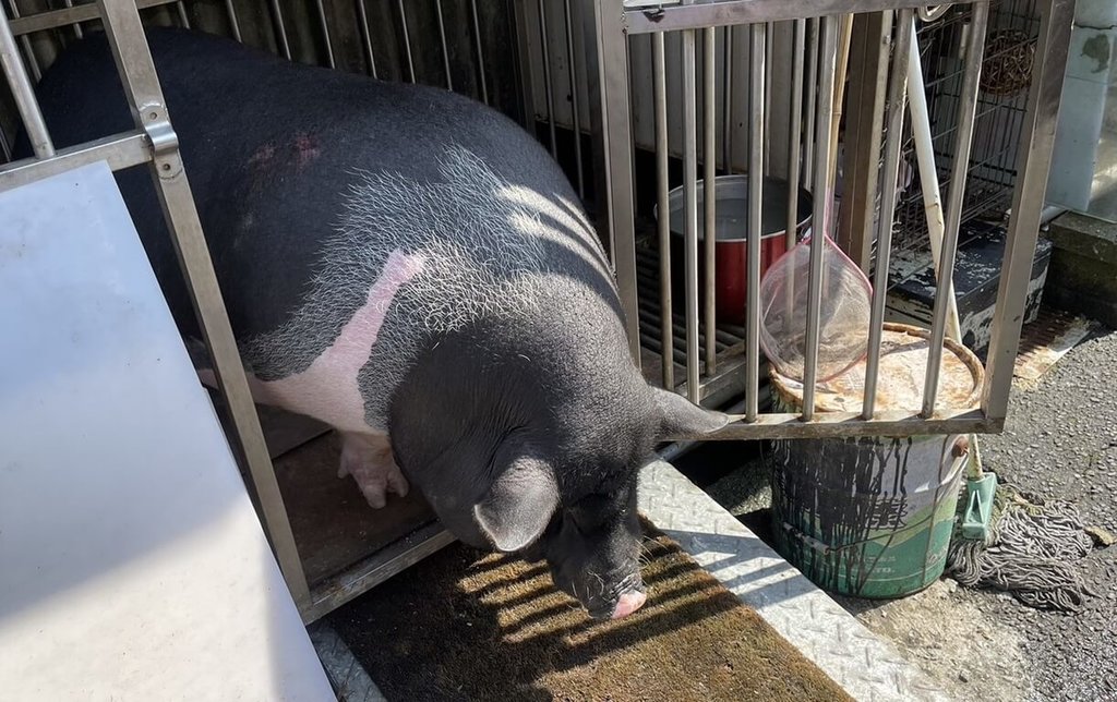 新北市動保處近來發現非犬貓寵物棄養情形增多，除調閱監視畫面追查飼主，也將非犬貓寵物比照犬貓納入收取收容費用範圍，依體型區分為小型及大型寵物收費。圖為列大型動物收容的麝香豬。 圖：動保處提供