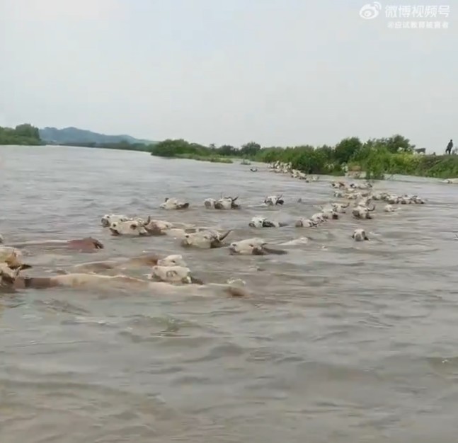 中國洞庭湖5日潰堤，牛群在洪水中掙扎求生。 圖：翻攝微博