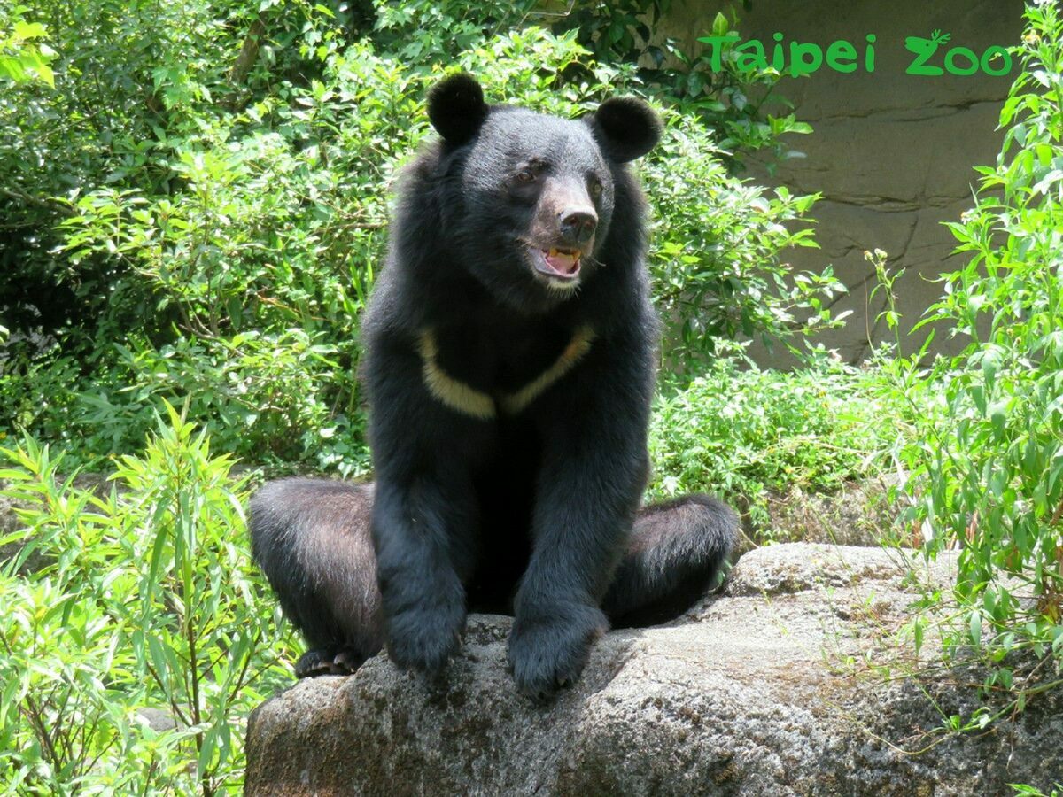 這次活動特別以13種保育物種為設計焦點，參賽者可以選擇以台北赤蛙、穿山甲、石虎、歐亞水獺、臺灣黑熊、馬來貘、馬來虎、亞洲象、小貓熊、羅地島蛇頸龜、金剛猩猩、越南鷴和無尾熊等為主題的路跑衣。 圖：台北市立動物園／提供