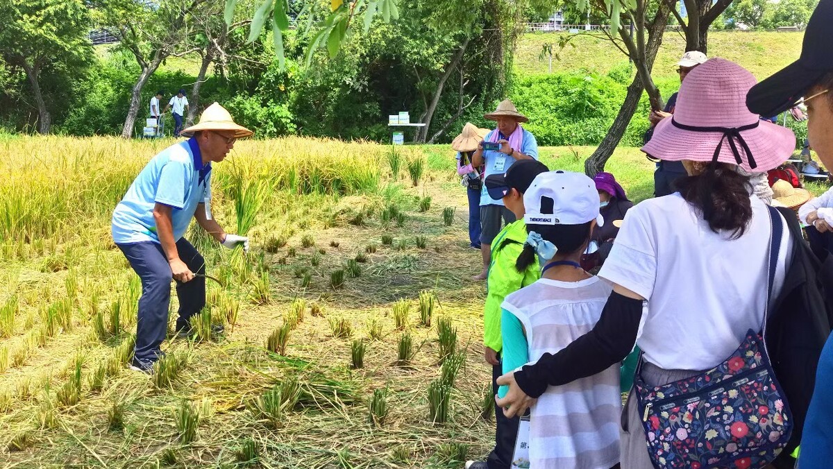 大家認真聽講學習割稻技巧。 圖：新北市高灘處/提供