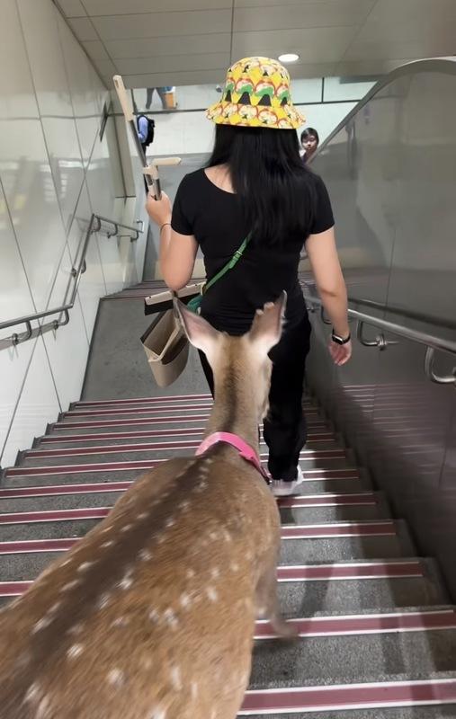 寵物展近日於南港展覽館1館盛大舉辦，有民眾在南港展覽館捷運連通道發現竟有梅花鹿，雖未有牽繩，仍乖巧跟著主人下樓梯，引發熱議。 圖：翻攝自喜樂蒂與鹿Threads社群平台