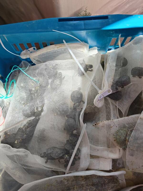 海巡署查獲自用小船走私龜類活體動物，起出543隻。 圖：海巡署提供