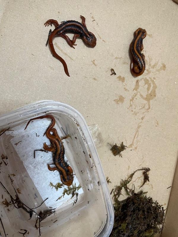 海巡署查獲自用小船走私其他爬蟲類(蜥蜴等)活體動物，起出486隻。 圖：海巡署提供