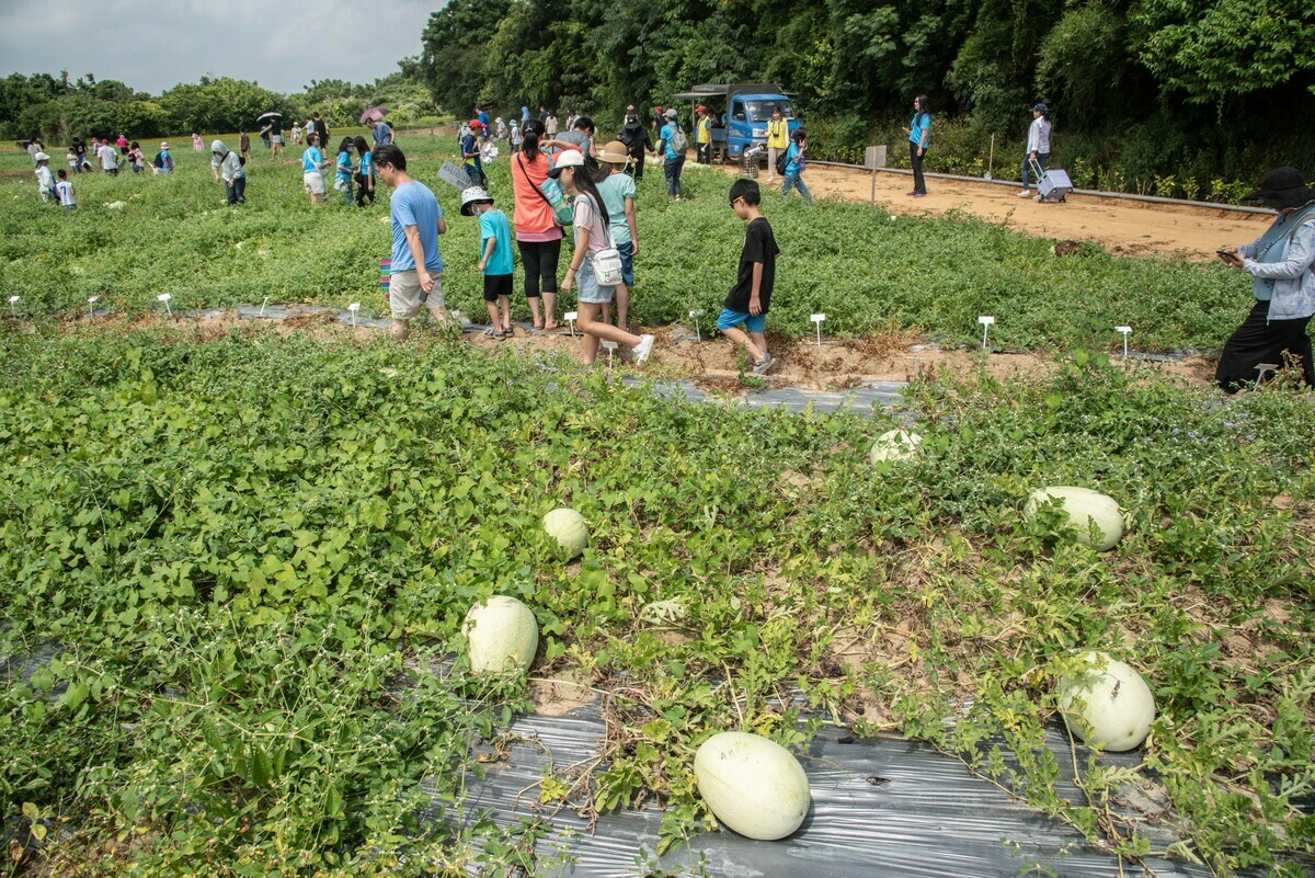 西瓜節收成日，民眾下田採收自己種下的西瓜。 圖：桃園市農業局／提供