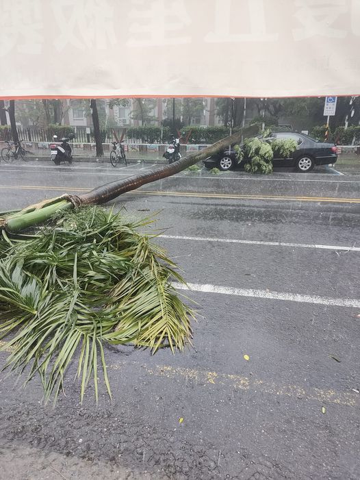 台南市區路樹倒塌。 圖：翻攝自台南大小事臉書