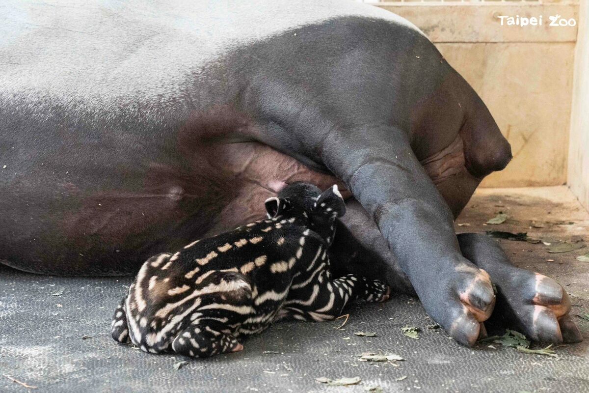 貘寶寶的父親「貘克」於2018年從捷克布拉格動物園來台，去年5至6月間與「貘莉」配對成功，然而「貘克」於7月不幸去世，未能見證寶寶的誕生。 圖：台北市立動物園／提供