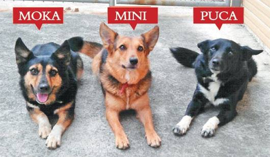 新北搜救犬米尼、波卡、摩卡、乒卡、桑妮跟小辣退役待認養。 圖:翻攝自朱立倫臉書