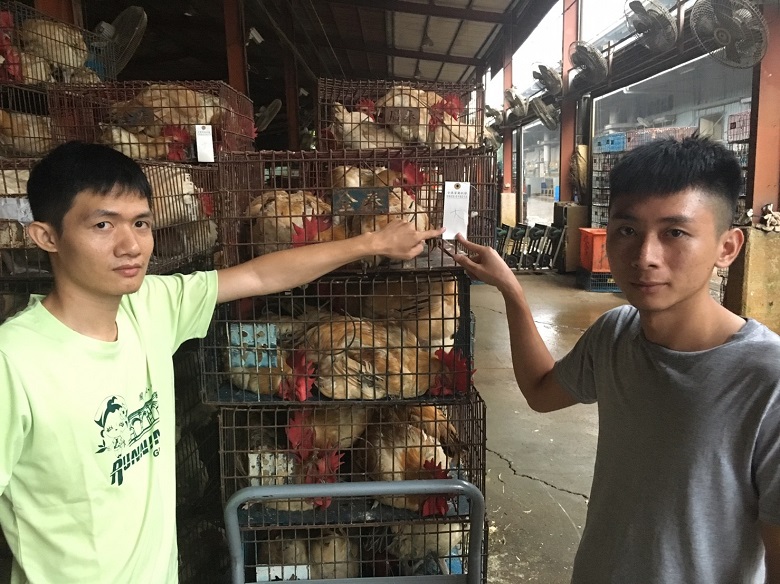 新北市動保處率全國之先，在屠宰場進行分籠標示，雞籠外都吊掛來源市場標示牌。 圖：翻攝新北市動保處網站