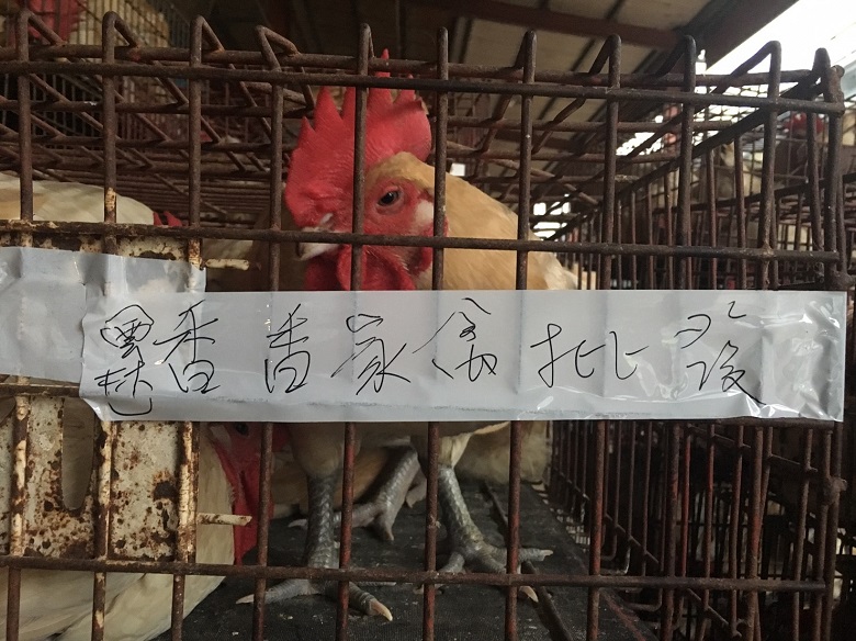 新北市動保處率先推動分籠標示，雞籠外貼著標記來源處的膠帶。 圖：翻攝新北市動保處網站