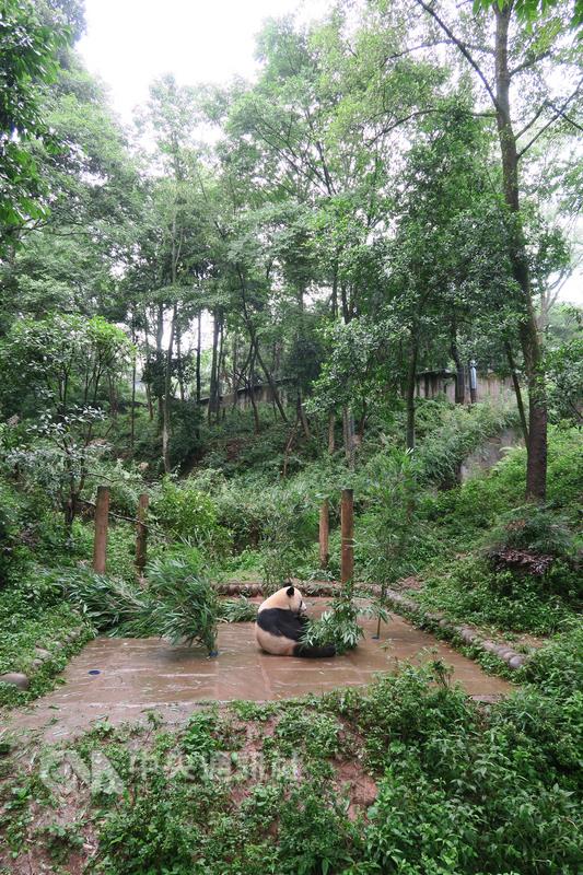 「中國大熊貓保護研究中心」位於四川雅安的碧峰峽基 地育有47隻圈養大貓熊，展出其中約20隻。工作人員每 天一早都會在定點放新鮮竹子、竹筍供貓熊享用。 圖/中央社