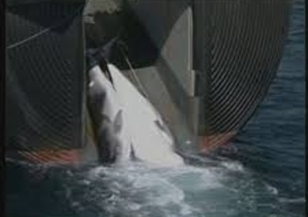 日本的捕鯨船獵殺鯨魚。 圖 : 影片截圖