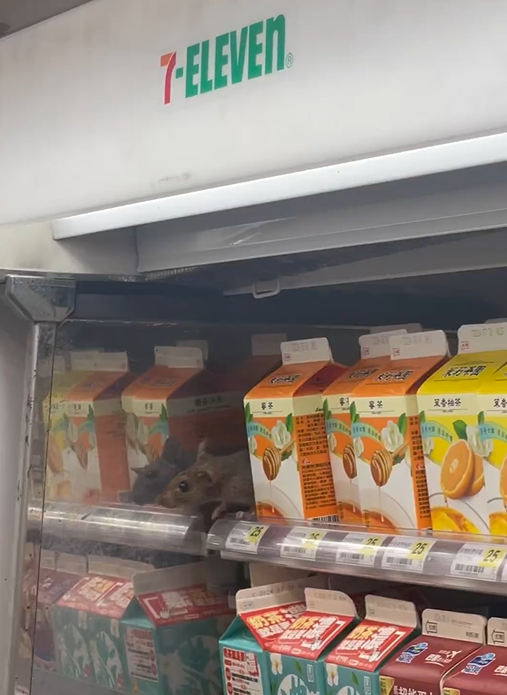 昨(22)日早上，一則在社交平台threads上流傳的影片，驚見北車超商食品架上竟出現老鼠！ 圖：翻攝自j_h1024