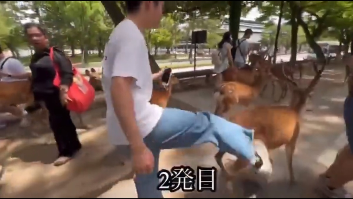 一名疑似中國籍旅客在奈良觀光時，向當地的奈良鹿踢了兩腳，引發大量日本網友關注。 圖：擷取自 @Parsonalsecret X 分享影片