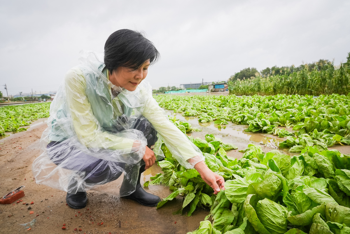 林岱樺實地了解梓官區蔬菜受損情形。 圖：林岱樺服務處/提供