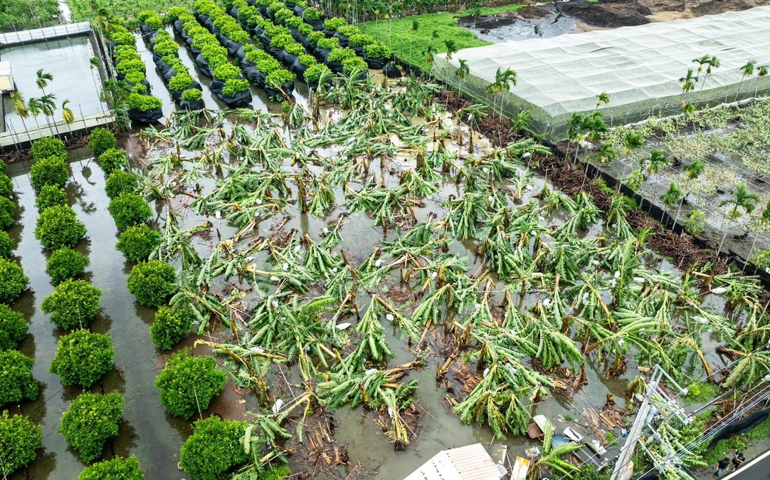 山陀兒颱風農損破4億！屏東損失近2.6億 香蕉受創最重