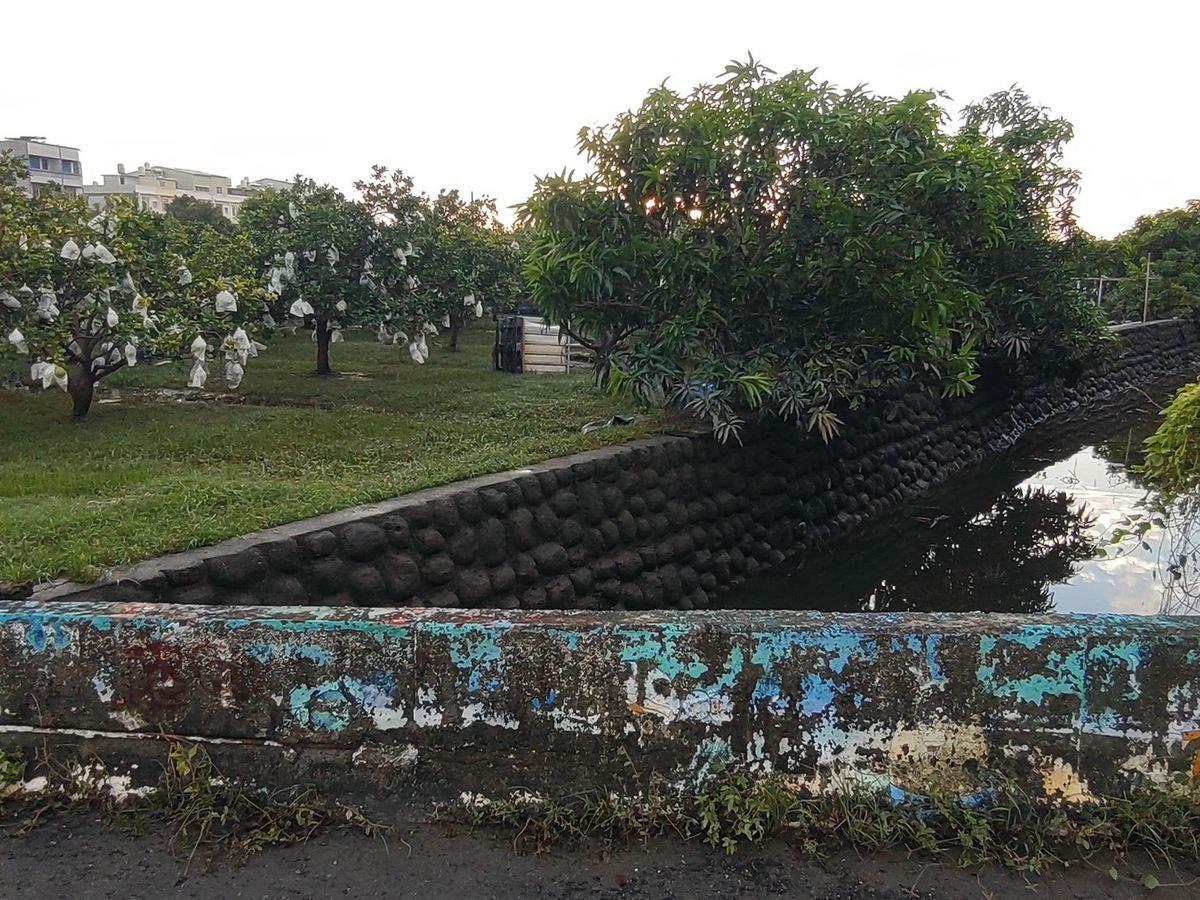 經過一夜抽排、搶救文旦大作戰，今日早上8時麻豆小埤里的柚子園積水已全部抽乾。黃偉哲欣慰表示，台南全面已無淹情形。中秋節時民眾仍有機會品嚐到高品質的文旦柚。 圖：台南市政府提供